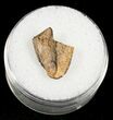 Partial Serrated Tyrannosaurid Tooth Tip - T-Rex #4424-1